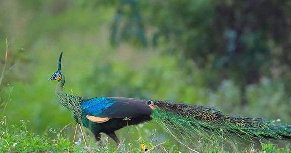 孔雀在线观看完整版,一场视觉盛宴的完美呈现